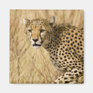 Íman África. Quênia. Guepardo no Samburu NP.
