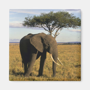 Íman África, Quênia, Maasai Mara. Um elefante no