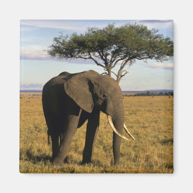 Íman África, Quênia, Maasai Mara. Um elefante no (Frente)