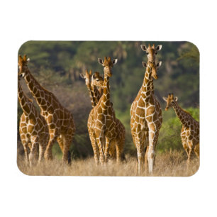 Íman África. Quênia. Manada de girafas-reticuladas