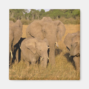 Íman África, Quênia, Masai Mara. Elefante-africano