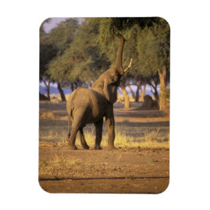 Íman África, Quênia, Masai Mara. Elefante (Loxodonta