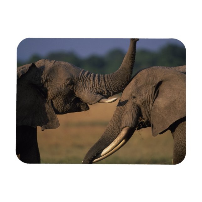 Íman África, Quênia, Masai Mara Game Reserve, Dois Tour (Horizontal)