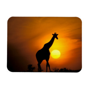 Íman África, Quênia, Masai Mara. Girafa (Giraffa