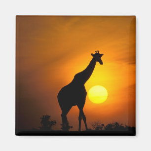 Íman África, Quênia, Masai Mara. Girafa (Giraffa