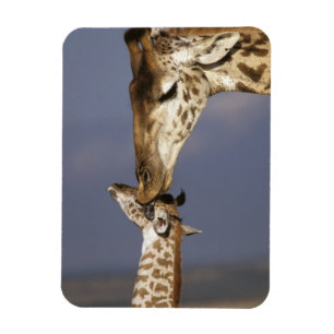 Íman África, Quênia, Masai Mara. Girafas (Giraffa