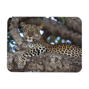 Íman África. Quênia. Masai Mara. Leopardo (Panthera
