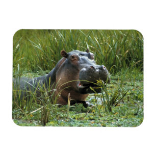 Íman África, Quênia, Masai Mara NR. Uma hipopótamo mãe