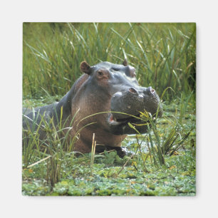 Íman África, Quênia, Masai Mara NR. Uma hipopótamo mãe