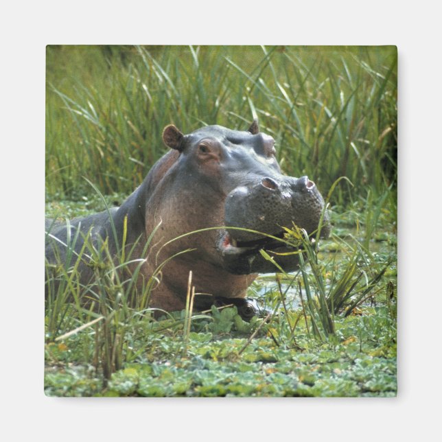 Íman África, Quênia, Masai Mara NR. Uma mãe hippo (Frente)