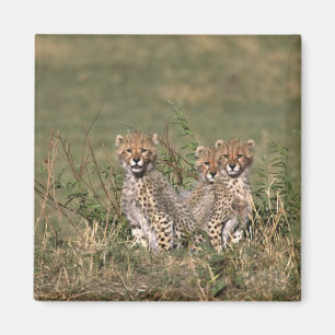 Íman África; Quênia; Masai Mara; Três filhotes de guepa