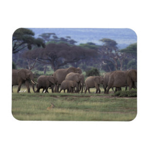 Íman África, Quênia, Parque Nacional de Amboseli. 3