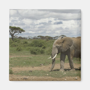 Íman África, Quênia, Parque Nacional de Amboseli, elefa