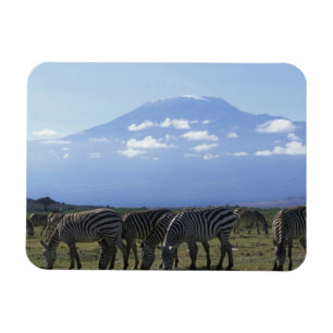 Íman África, Quênia, Parque Nacional de Amboseli, Herd 