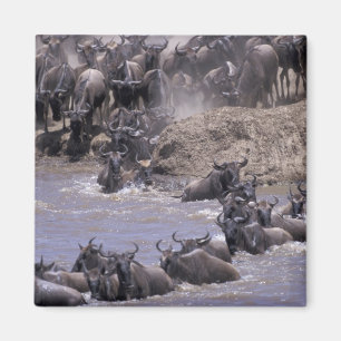Íman África, Quênia, Parque Nacional Masai Mara.