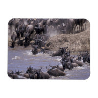 África, Quênia, Parque Nacional Masai Mara.