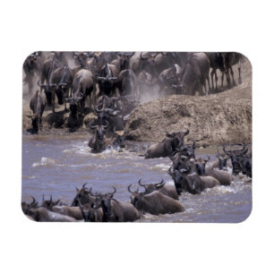 Íman África, Quênia, Parque Nacional Masai Mara.