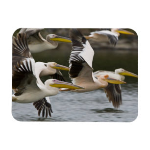 Íman África. Quênia. Pelicanos brancos em voo no lago