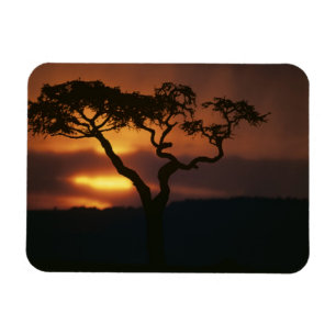 Íman África, Quênia, Reserva de Caça Masai Mara, Cenári