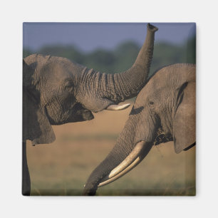 Íman África, Quênia, Reserva de Caça Masai Mara, Dois T