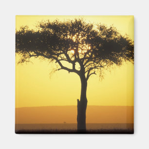 Íman África, Quênia, Reserva de Caça Masai Mara, Nascen