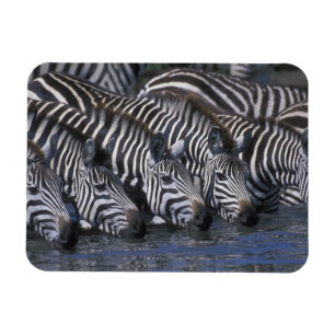 Íman África, Quênia, Reserva de Caça Masai Mara, Planíc