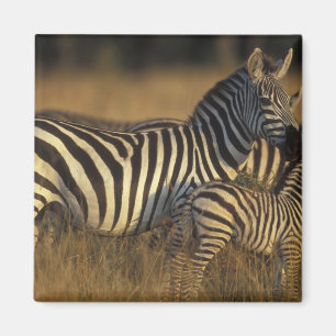 Íman África, Quênia, Reserva de Caça Masai Mara. Planíc