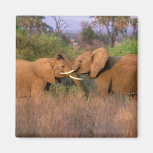 Íman África, Quênia, Samburu. Desafio de elefante