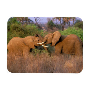 Íman África, Quênia, Samburu. Desafio de elefante