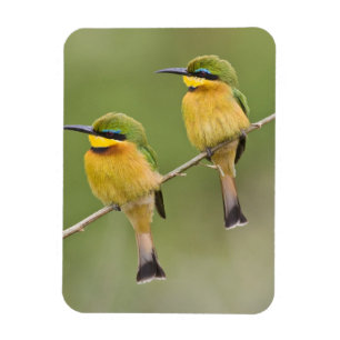 Íman África. Tanzânia. Abelharinhos em Manyara