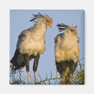 Íman África. Tanzânia. Aves-secretárias em Ndutu