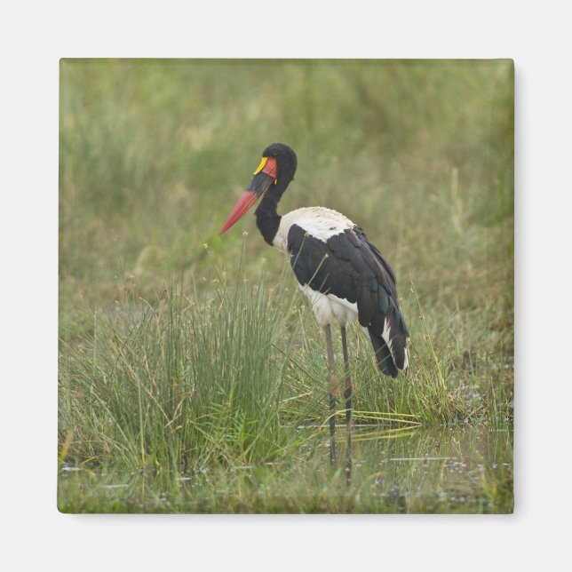 Íman África. Tanzânia. Cegonha-de-bico-vermelho macho (Frente)