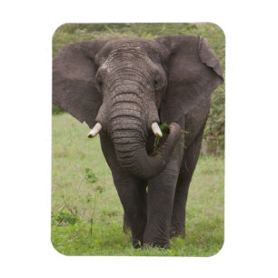 Íman África Tanzânia Elefante na Cratera de Ngorongoro