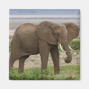 Íman África. Tanzânia. Elefante no Parque Nacional do L