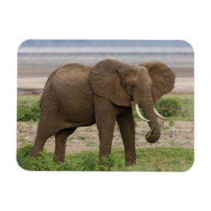 Íman África. Tanzânia. Elefante no Parque Nacional do L