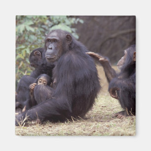 Íman África, Tanzânia, Gombe NP fêmea infantil