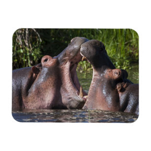 Íman África. Tanzânia. Hippopotamus que sparring no