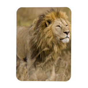 Íman África. Tanzânia. Leão macho em Ngorongoro