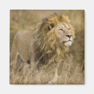Íman África. Tanzânia. Leão macho em Ngorongoro