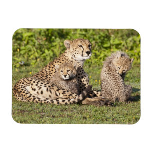 Íman África. Tanzânia. Mãe de chita e filhotes 2
