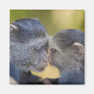 Íman África. Tanzânia. Mãe de macaco azul com filhote