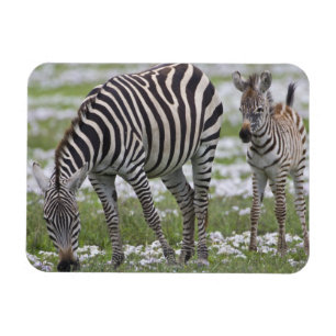 Íman África. Tanzânia. Mãe e cria de zebra