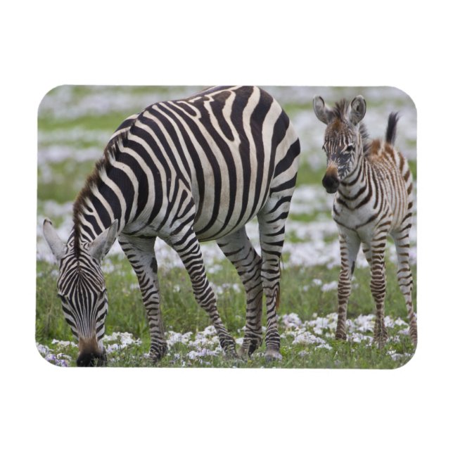 Íman África. Tanzânia. Mãe e cria de zebra (Horizontal)