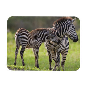 Íman África. Tanzânia. Mãe e filhote de Zebra-comum