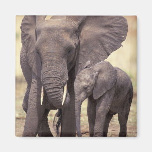 Íman África, Tanzânia, parque nacional de Tarangire. 