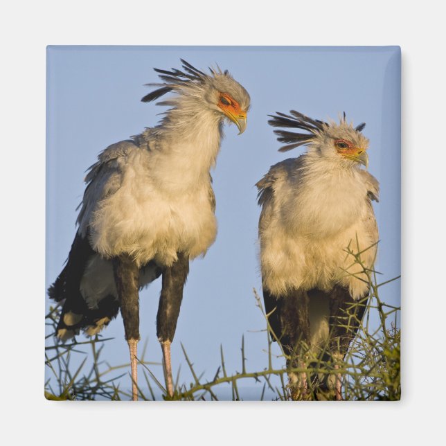 Íman África. Tanzânia. Secretaria de Aves em Ndutu (Frente)