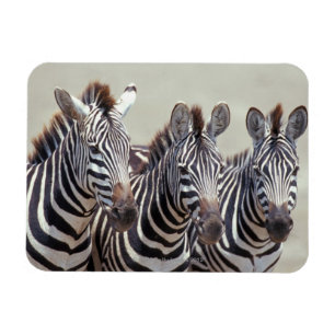 Íman África, Tanzânia, zebras