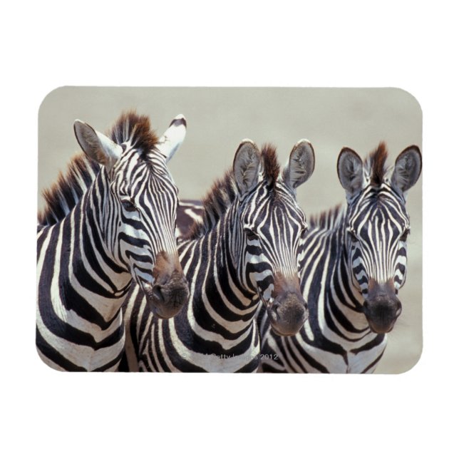 Íman África, Tanzânia, zebras (Horizontal)