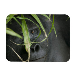 Íman África, Uganda, Bwindi