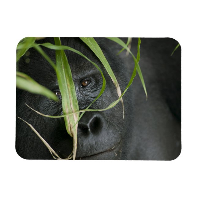 Íman África, Uganda, Bwindi (Horizontal)